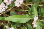 Pennsylvania smartweed